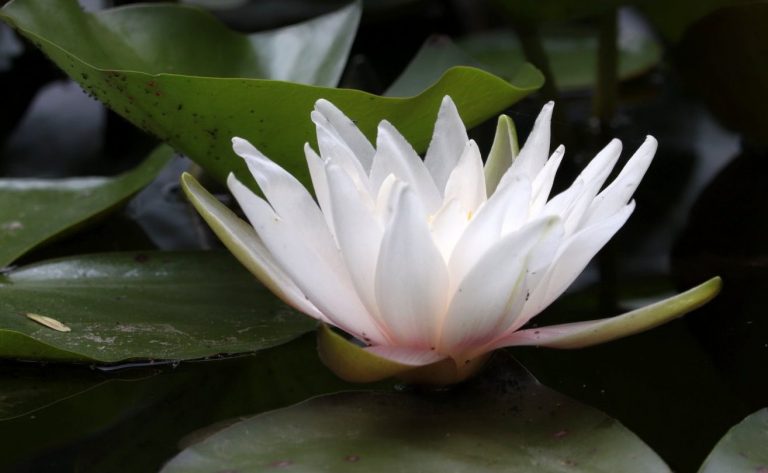 Retragere de meditație, 14-16 mai 2021, în sală și online